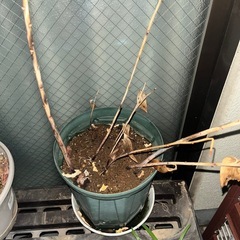 八重咲オリエンタルリリー　ハンバー　鉢植えの画像