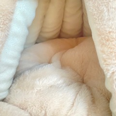 猫ペットハウスの画像