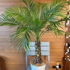 フェニックスロベレニー① の画像