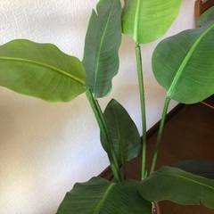 フェイクグリーン①　ストレチア　観葉植物　鉢カバーセット価格の画像