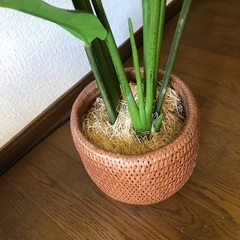 フェイクグリーン①　ストレチア　観葉植物　鉢カバーセット価格の画像