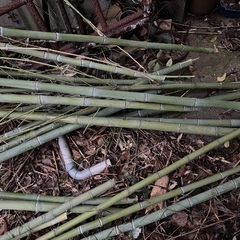 竹、竹工芸材料の画像