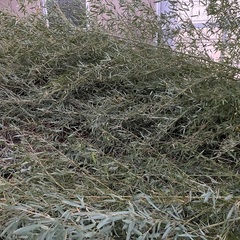 竹、竹工芸材料の画像