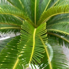 ソテツ  お取引中の画像