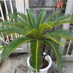 ソテツ  お取引中の画像