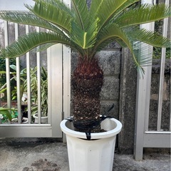 ソテツ  お取引中の画像