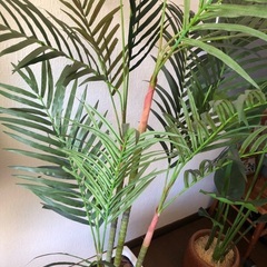 フェイクグリーン② アレカヤシ　観葉植物の画像