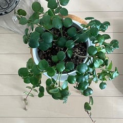 観葉植物　エスキナンサス タイピンク の画像