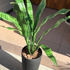 サンスベリア(鉢付き)の画像