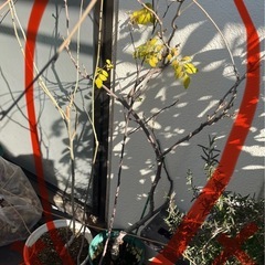 藤　3種　1鉢100円の画像