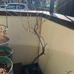 藤　3種　1鉢100円の画像