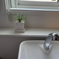 観葉植物3点の画像