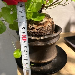 亀甲竜 冬型
の画像