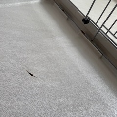 ペットケージの画像