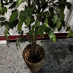 フェイクグリーンの画像