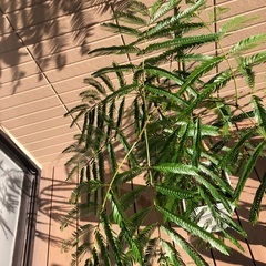 大型エバーフレッシュ① 観葉植物⑥の画像