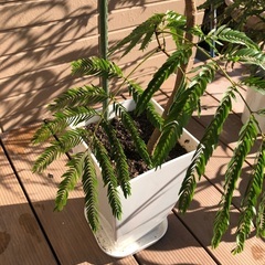 大型エバーフレッシュ① 観葉植物⑥の画像