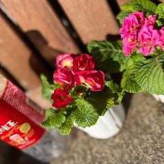 ジュリアン、カレンデュラ、ビオラ等セット5pの画像