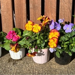 ジュリアン、カレンデュラ、ビオラ等セット5pの画像