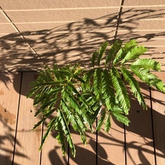 エバーフレッシュ① 観葉植物⑦の画像