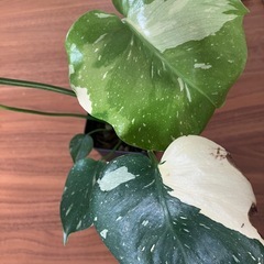 モンステラ　タイコンステレーションの画像