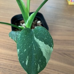 モンステラ　タイコンステレーションの画像