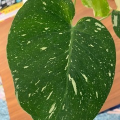 モンステラ　タイコンステレーションの画像