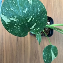 モンステラ　タイコンステレーションの画像