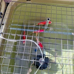 希少な庄内金魚　三歳魚
の画像