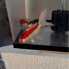 希少な庄内金魚　三歳魚
の画像