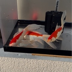 希少な庄内金魚　三歳魚
の画像