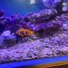 本日
無料　海水魚　ナンヨウハギ　カクレクマノミ等の画像