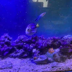 本日
無料　海水魚　ナンヨウハギ　カクレクマノミ等の画像