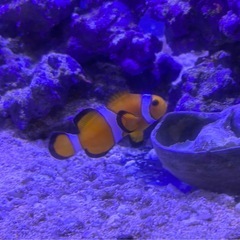 本日
無料　海水魚　ナンヨウハギ　カクレクマノミ等の画像