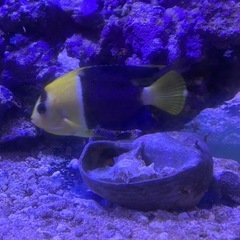 本日
無料　海水魚　ナンヨウハギ　カクレクマノミ等の画像