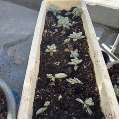 エケベリア（多肉植物・石蓮花）の画像