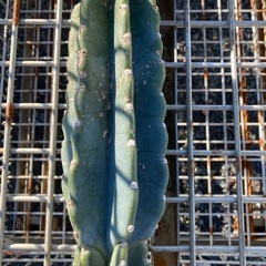 柱サボテンの画像