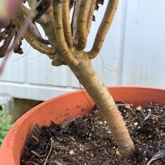 くろえぼしの画像