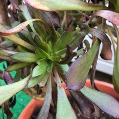 くろえぼしの画像