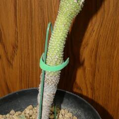 ユーフォルビア 怪魔玉の画像