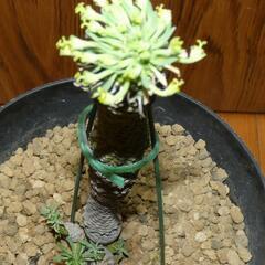 ユーフォルビア 怪魔玉の画像