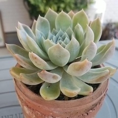 多肉植物　28　抜き苗の画像