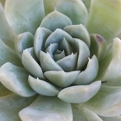 多肉植物　28　抜き苗の画像