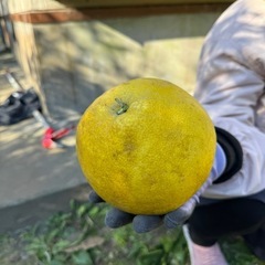 サワーポメロ？はっさく？ボンタンでわないの画像