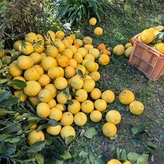 サワーポメロ？はっさく？ボンタンでわないの画像