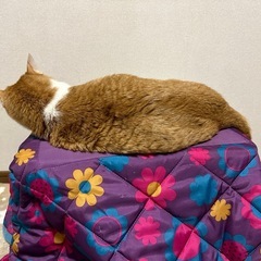 〈ジャンク品〉ペットこたつの画像