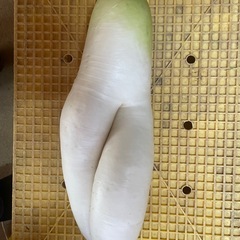 野菜　訳あり冬大根　１０ｋｇ以上　本日（28日収穫）の画像