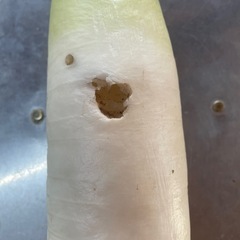 野菜　
訳あり冬大根　１０ｋｇ以上　本日（28日収穫）の画像