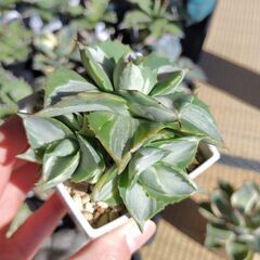 アガベ・王妃雷神錦②（仔株付）の画像