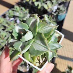 アガベ・王妃雷神錦②（仔株付）の画像